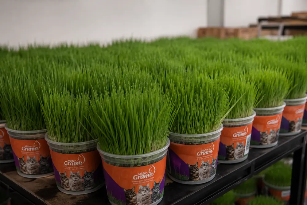 Potes de Mister Grama já cultivados, enfileirados em bancada dentro da unidade