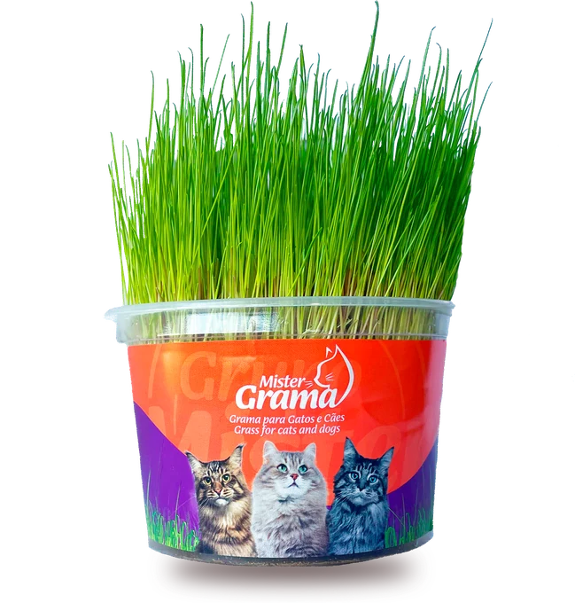 Pote de Mister Grama com a grama já crescida, pronta para o gato